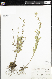 Oenothera perennis image