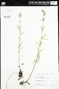 Oenothera perennis image