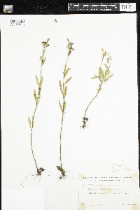 Oenothera perennis image