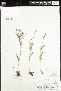 Oenothera perennis image