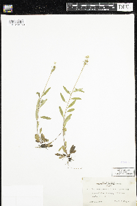 Oenothera perennis image