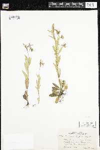 Oenothera perennis image