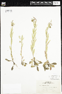Oenothera perennis image