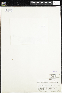 Oenothera perennis image