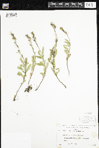 Oenothera perennis image
