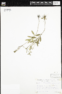Oenothera perennis image
