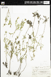 Oenothera perennis image