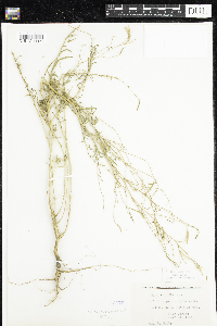 Media resource of Epilobium brachycarpum