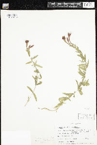 Epilobium canum image