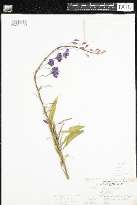 Epilobium hornemannii subsp. behringianum image