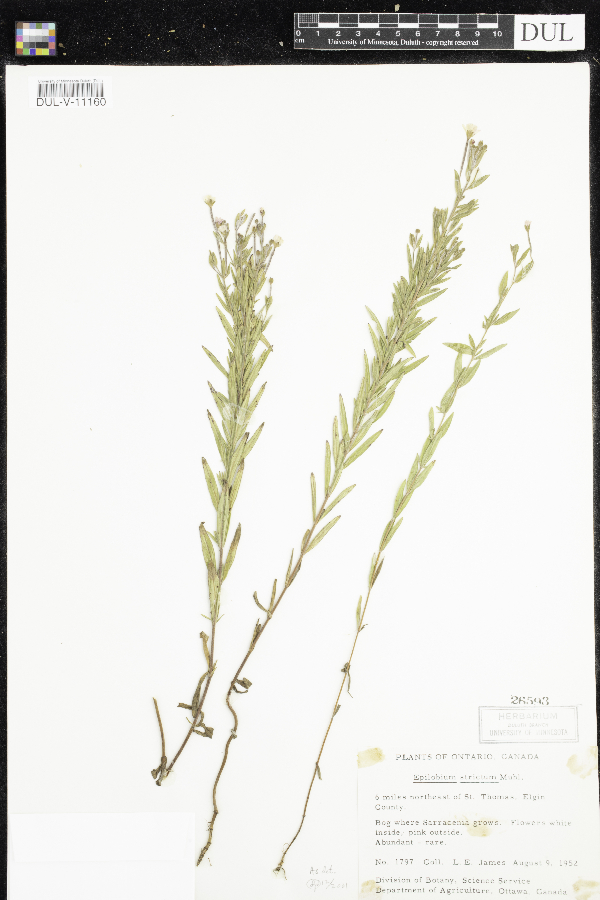 Epilobium densum image