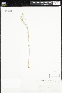 Epilobium densum image