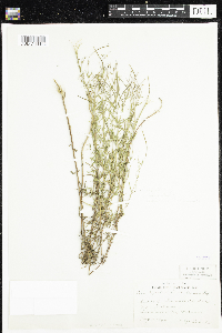 Epilobium densum image