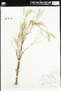Epilobium densum image