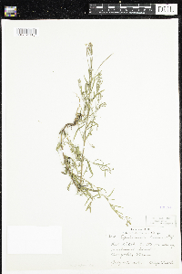 Epilobium densum image