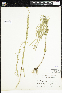 Epilobium densum image