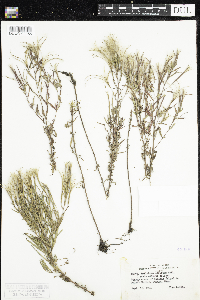Epilobium densum image