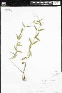 Media resource of Epilobium palustre