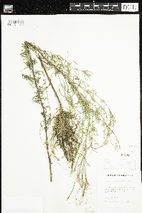 Epilobium leptophyllum image