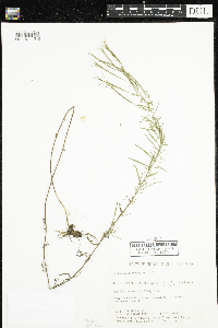 Epilobium leptophyllum image
