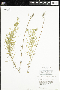 Epilobium leptophyllum image