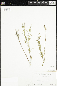 Epilobium leptophyllum image