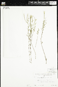 Epilobium leptophyllum image