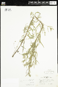 Epilobium leptophyllum image