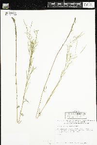 Epilobium leptophyllum image