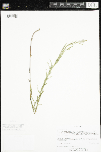 Epilobium leptophyllum image