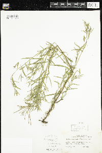 Epilobium leptophyllum image