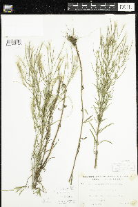 Epilobium leptophyllum image