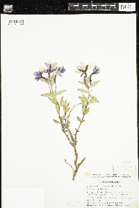 Chamaenerion latifolium image