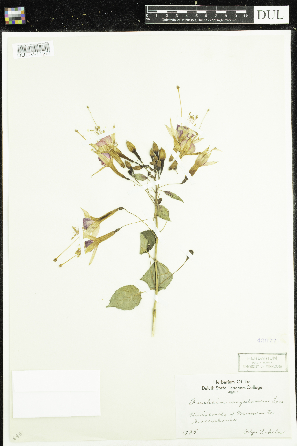 Fuchsia magellanica image