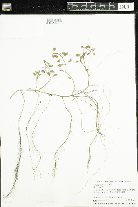 Ludwigia palustris image