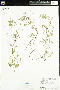 Ludwigia palustris image
