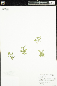 Ludwigia palustris image