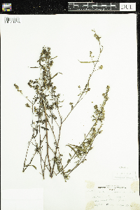 Media resource of Ludwigia sphaerocarpa