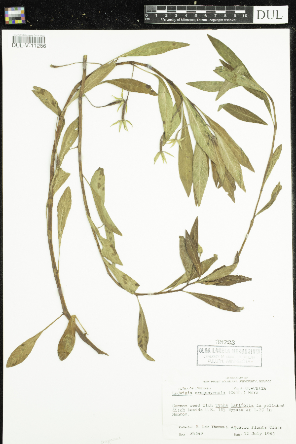 Ludwigia grandiflora subsp. grandiflora image