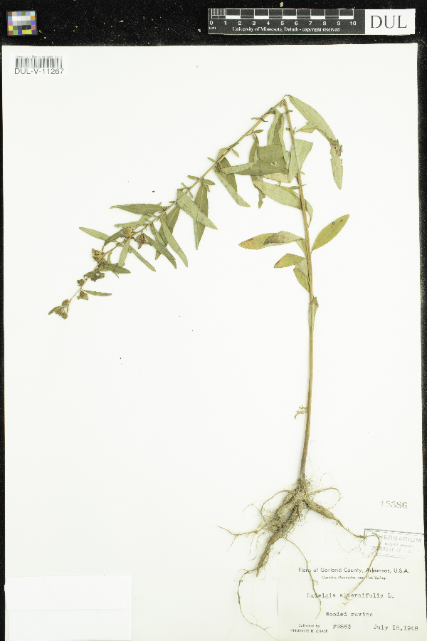 Ludwigia alternifolia image
