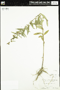 Media resource of Ludwigia alternifolia