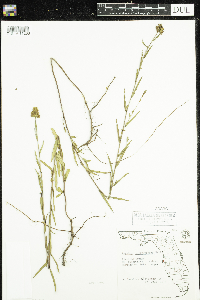 Media resource of Ludwigia suffruticosa