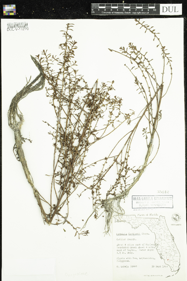 Ludwigia curtissii image