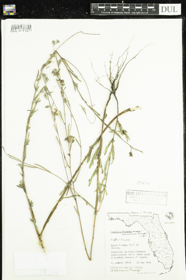Ludwigia maritima image