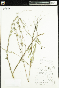 Media resource of Ludwigia maritima