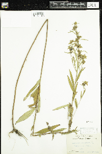 Ludwigia alternifolia image