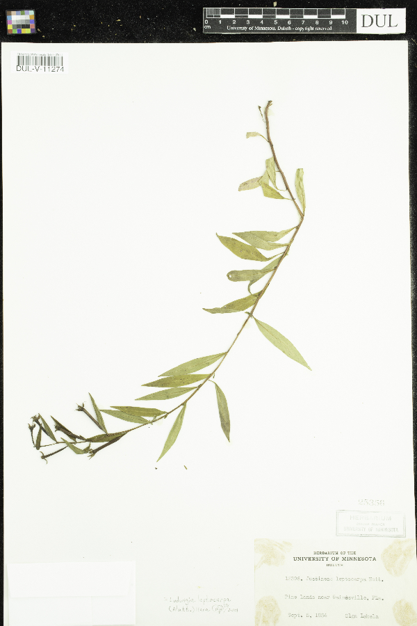 Ludwigia leptocarpa image