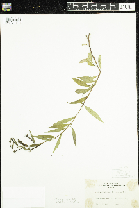 Media resource of Ludwigia leptocarpa