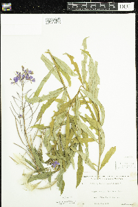 Chamaenerion angustifolium image