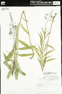 Chamaenerion angustifolium image